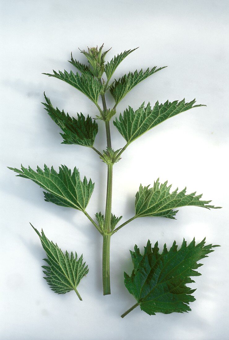 Nettles (Urtica dioica) a stalk and two single leaves
