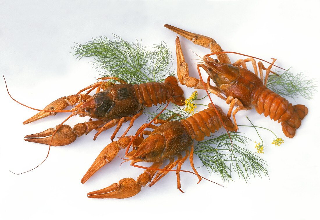 Three cooked freshwater crayfish with dill