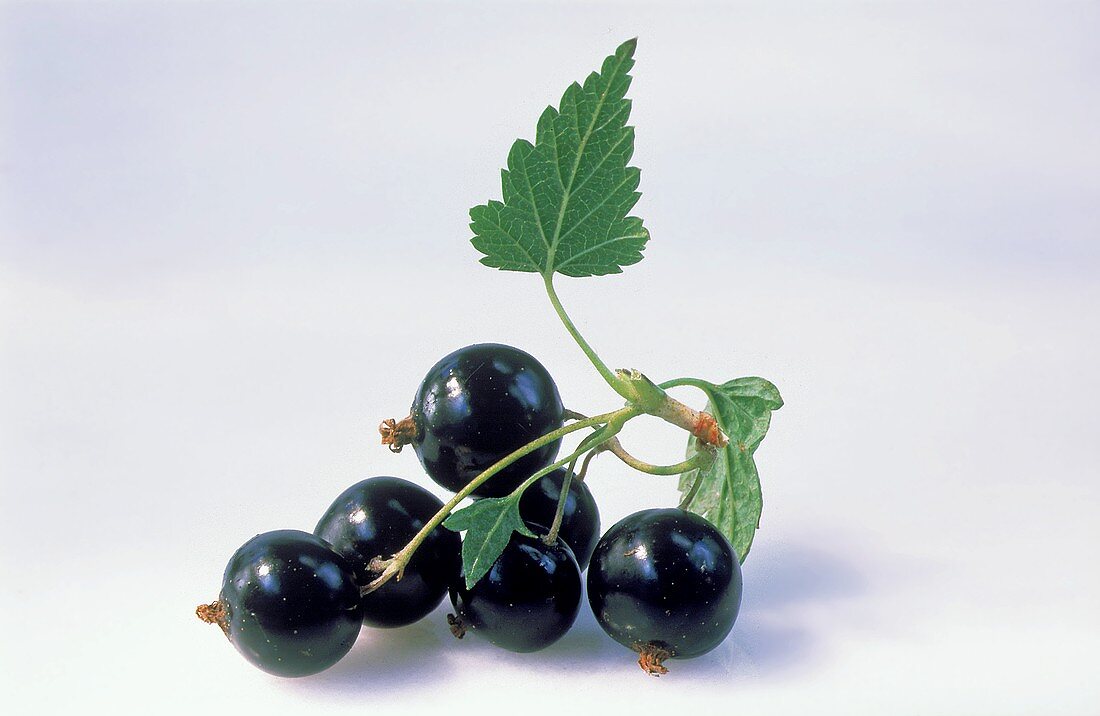 A branch of blackcurrants