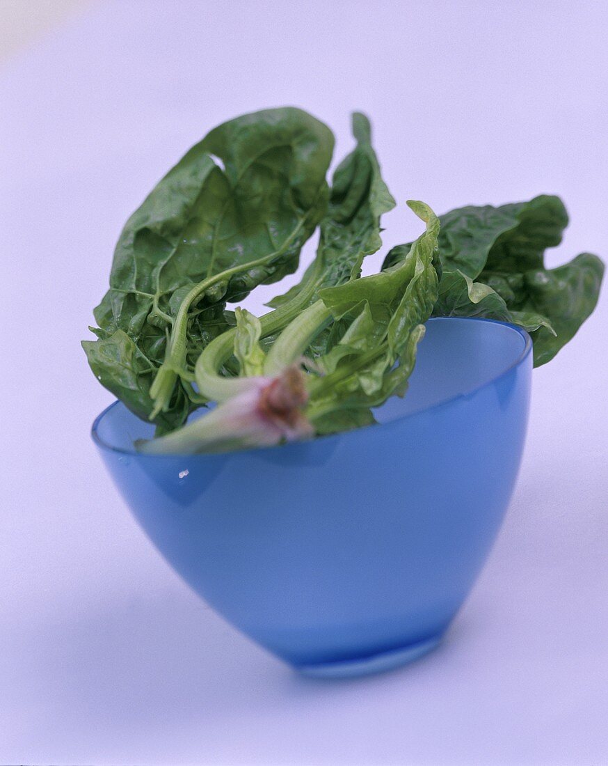 Fresh spinach leaves in blue bowl