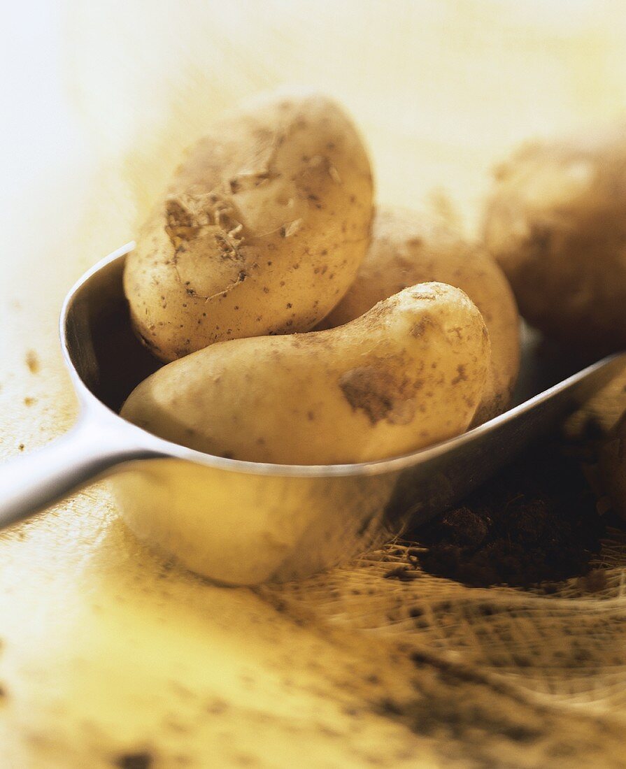 Einige Kartoffeln auf kleiner Metallschaufel