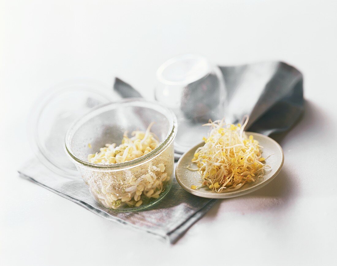 Home-grown mung bean and alfalfa sprouts