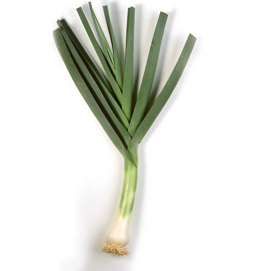 A leek with green leaves on white background