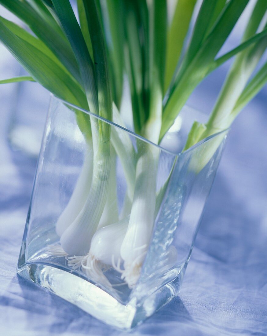 Mehrere frische Frühlingszwiebeln in einem Glas