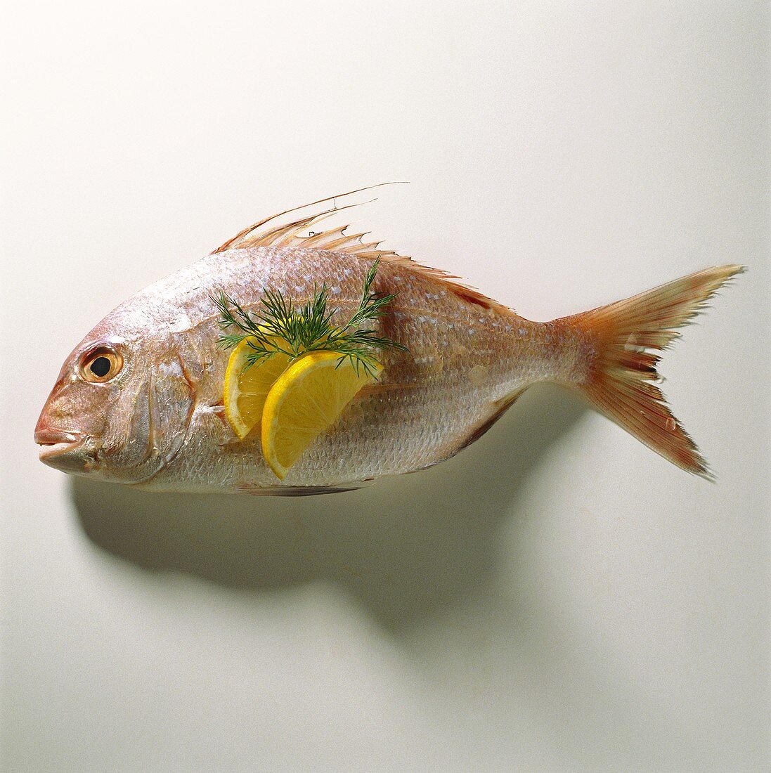 A fresh red sea bream with lemon slices