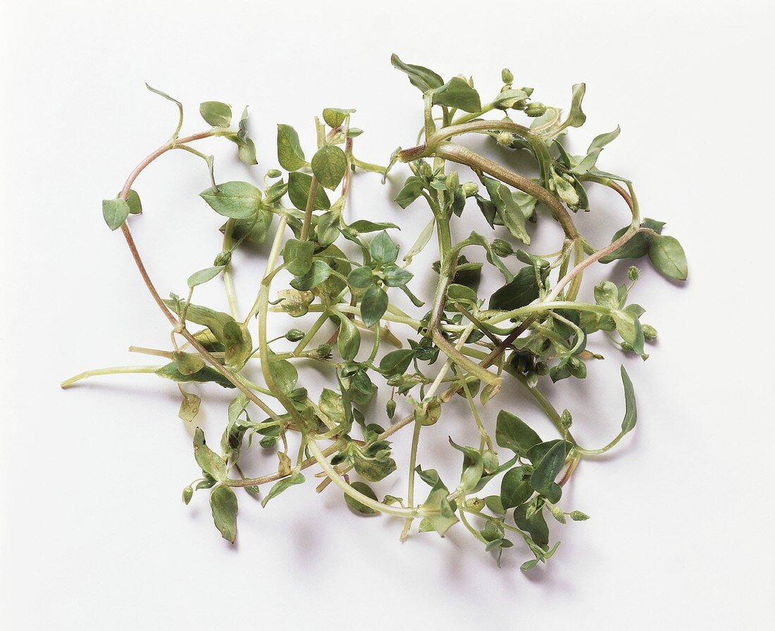 Bundle of Marjoram