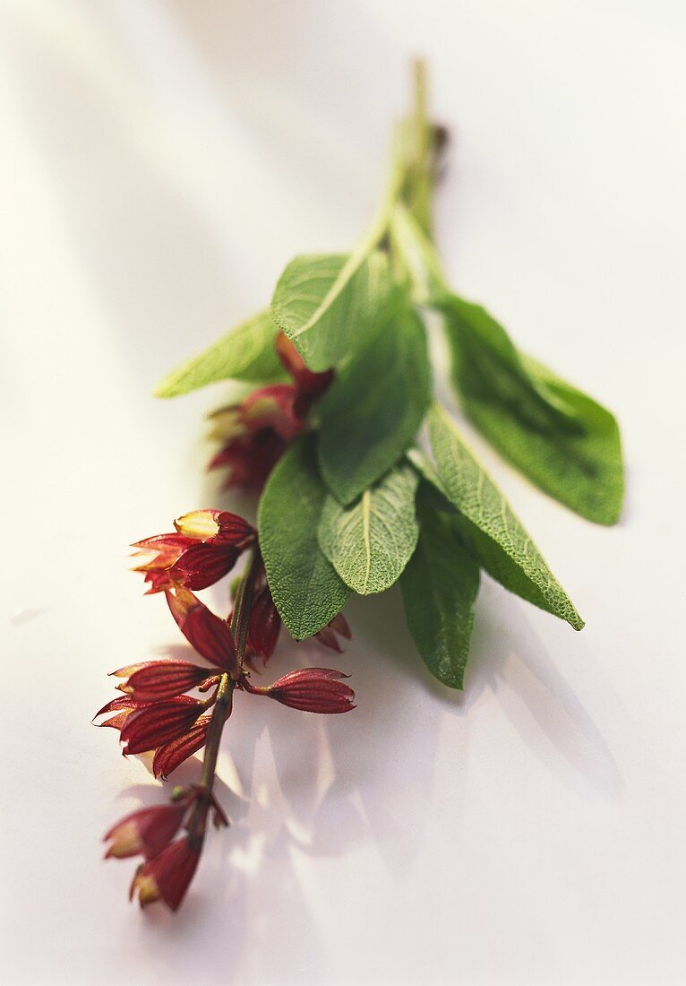 Fresh sage with red flowers on light-coloured background