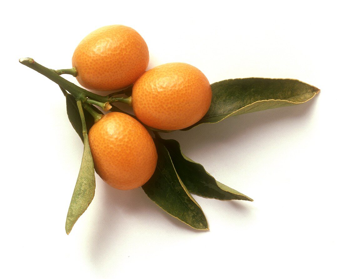 Drei Kumquats an einem Zweig auf weißem Untergrund