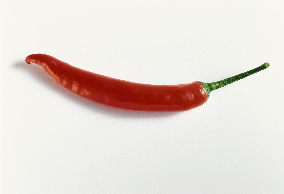 A thin red chili on white background