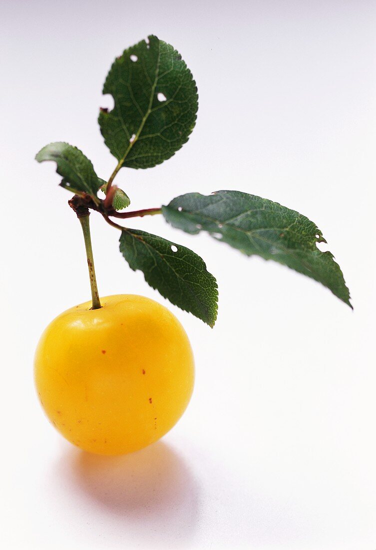 A Small Yellow Plum