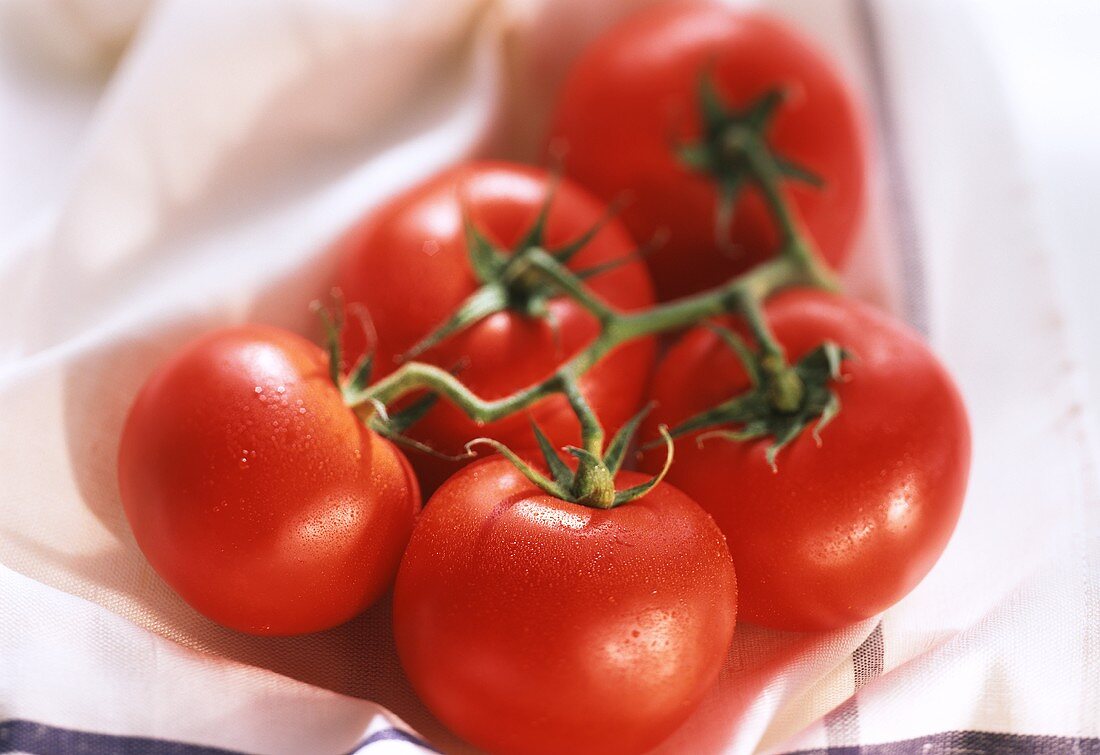 Fünf Strauchtomaten mit Wassertropfen auf einem Tuch