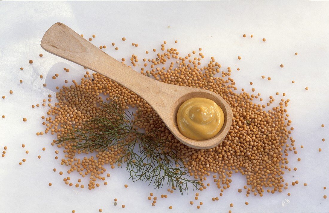 Mustard on wooden spoon on white mustards seeds with dill 