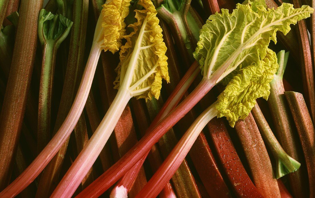 Whole sticks of rhubarb with leaves (close-up)