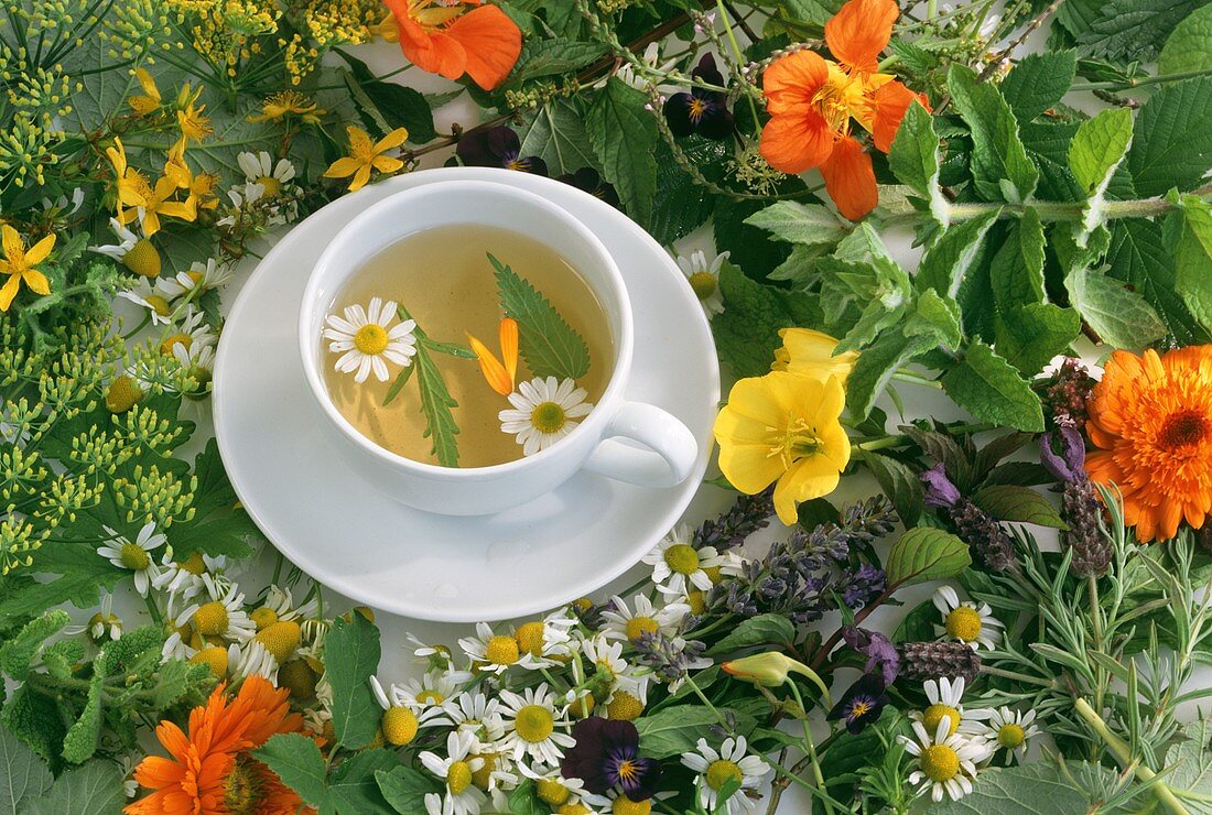 A cup of herb tea among fresh herbs