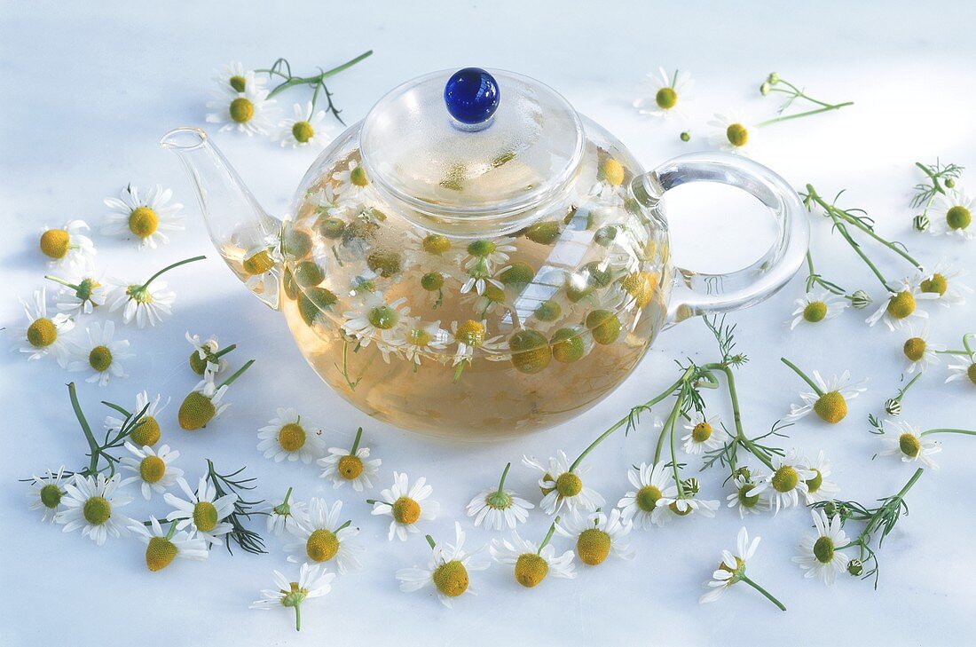 Camomile tea in glass pot and camomile flowers