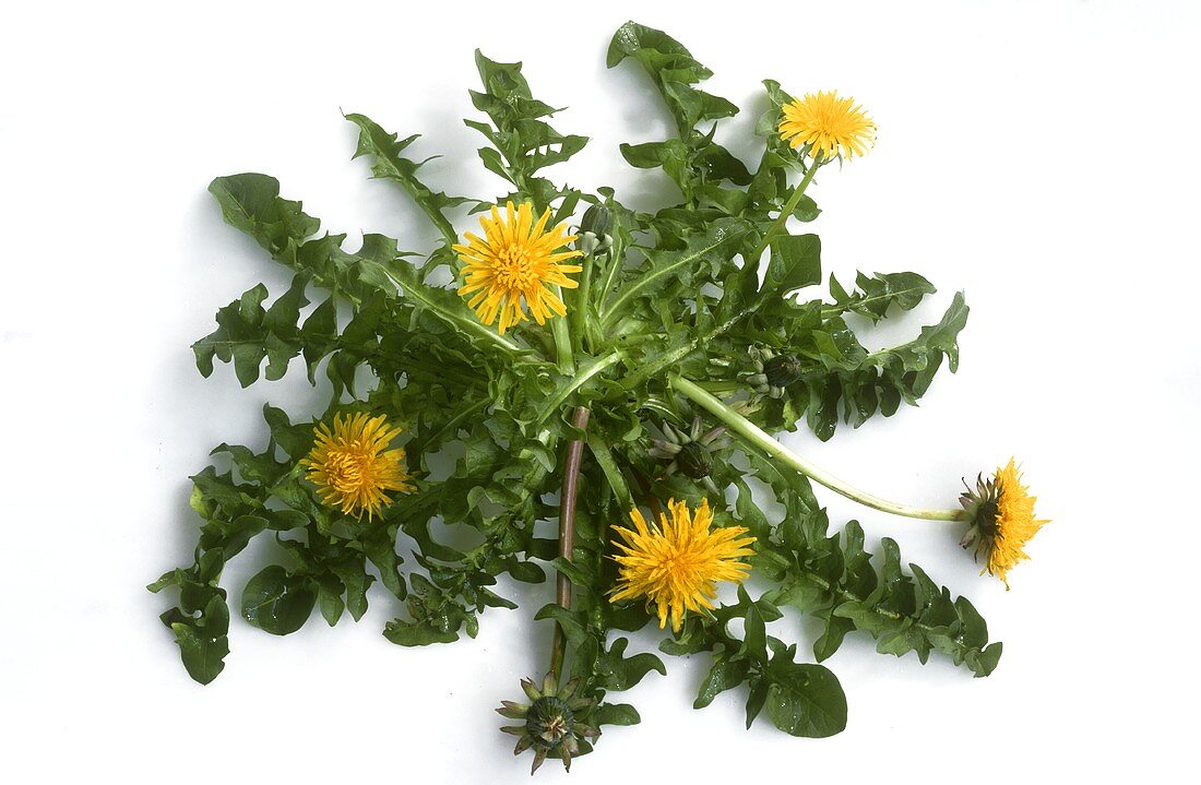 Dandelion with yellow flowers (Taraxacum officinale)