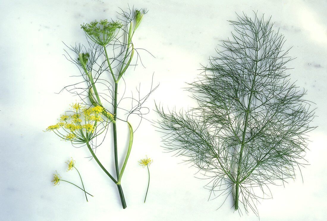 Fennel (Foeniculum vulgare), sprig with & without flowers