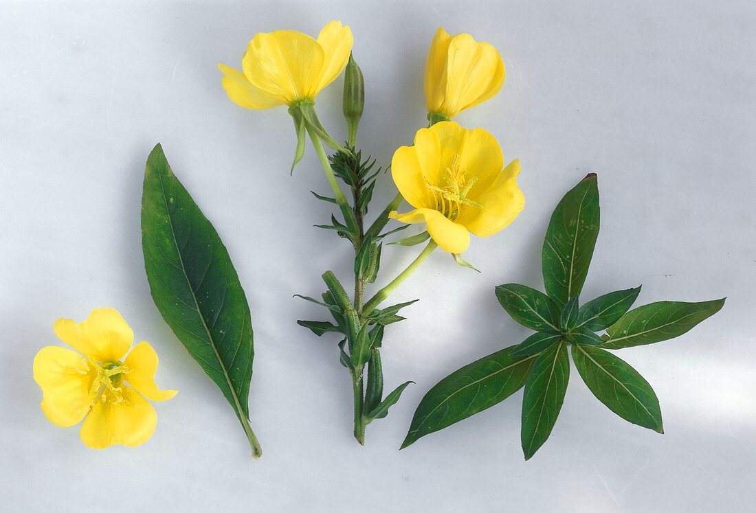 Nachtkerze (Oenothera biennis), einige Blätter und Blüten