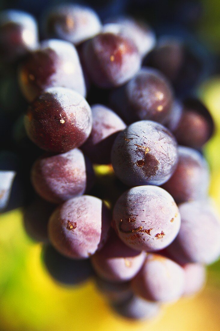 Black grapes in the sunshine