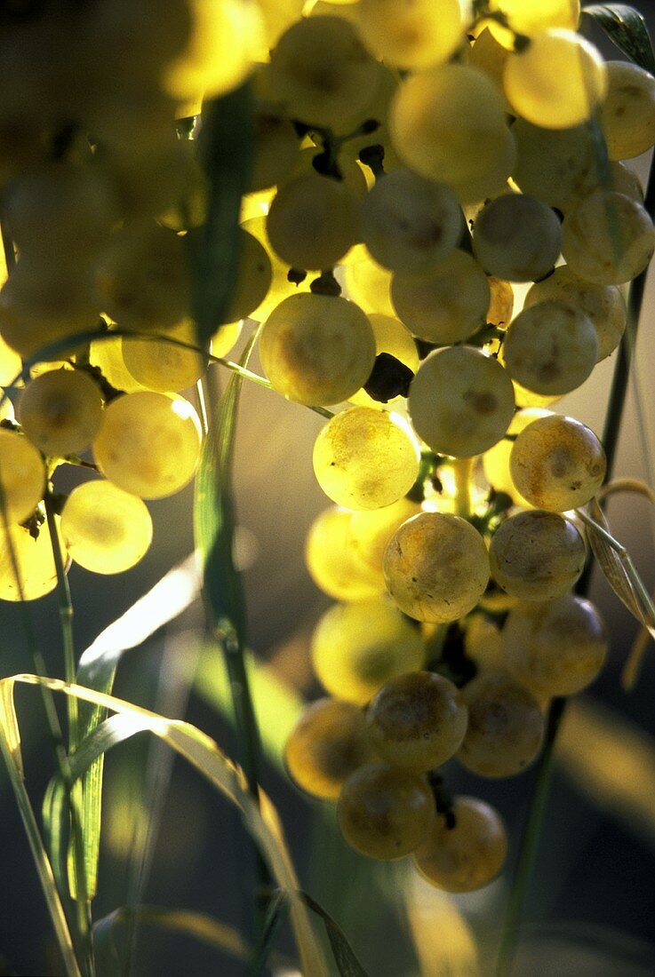 Light-coloured grapes, the sun shining through them