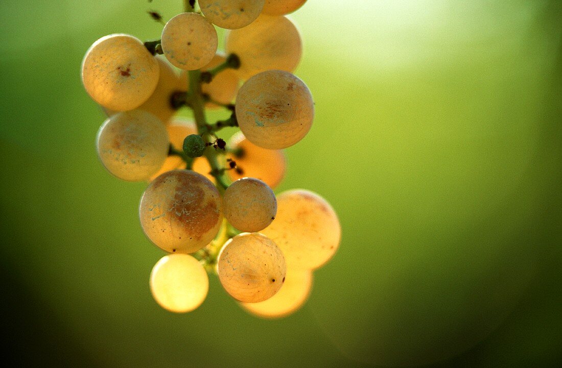 Light coloured grapes backlit against green background