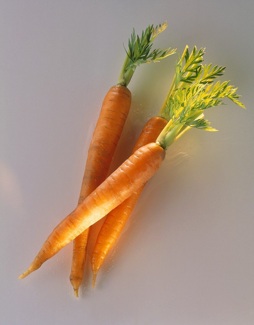 Three carrots with tops on a grey background