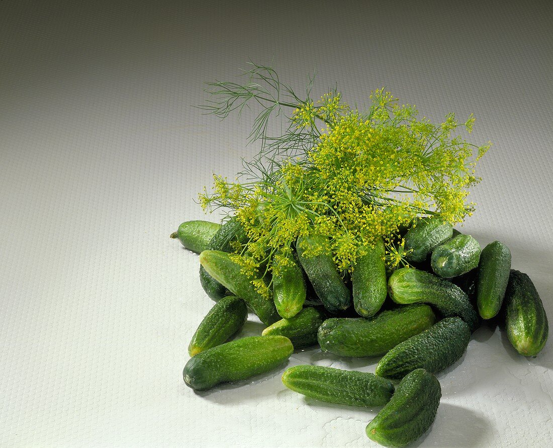 Frische Einlegegurken mit Wassertropfen und Dill