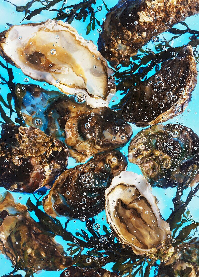 Oysters and seaweed in water