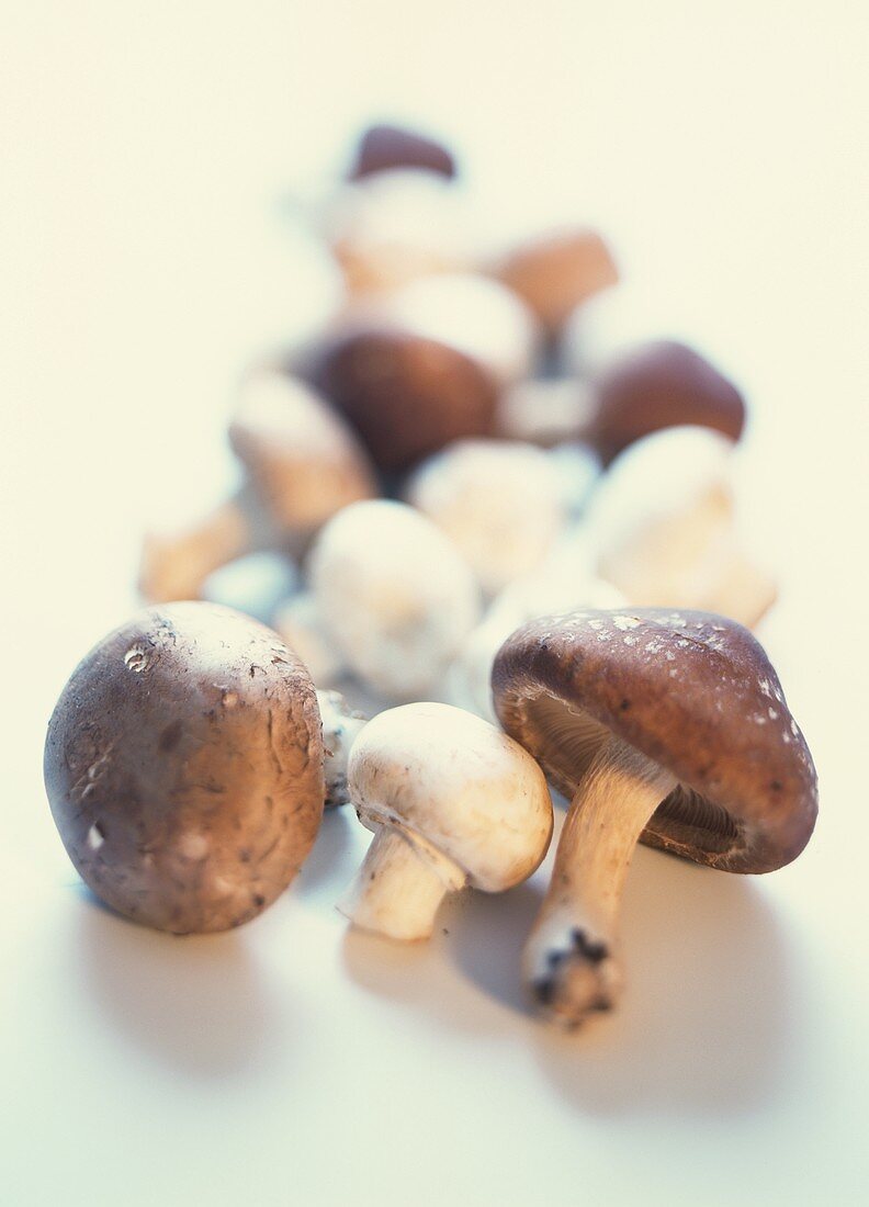 Various mushrooms on white background