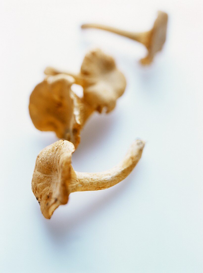 Chanterelles on a white background