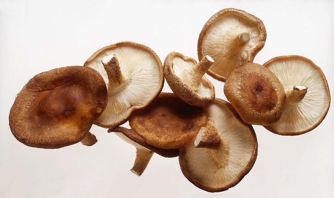 Several Shiitake Mushrooms