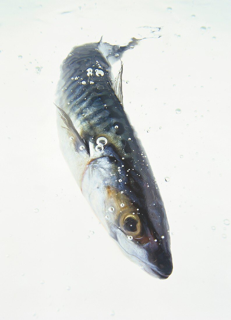 A Mackeral in Water