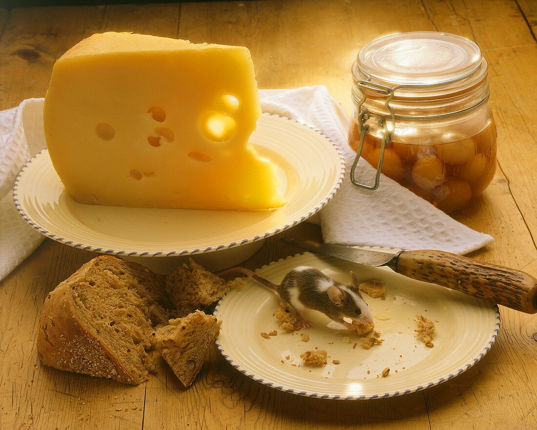 Ein Stück Hartkäse, Brot, lebende Maus auf Teller und Kompott