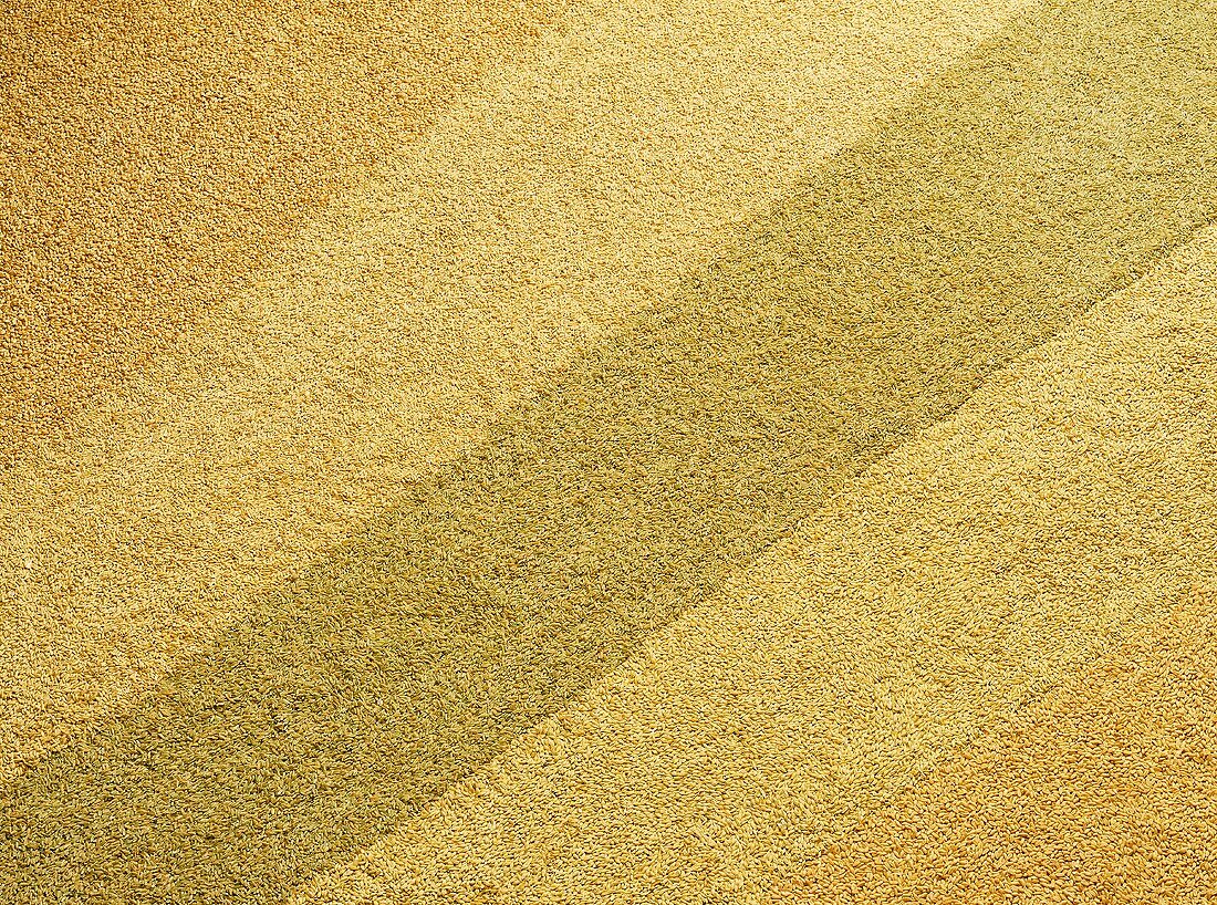 Assorted Kinds of Grains