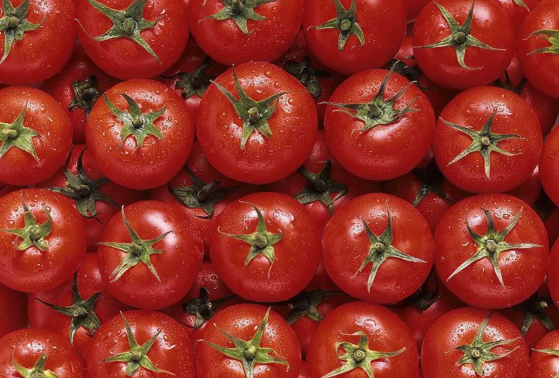 Viele Tomaten mit Wassertropfen, bildfüllend in Reihen gelegt