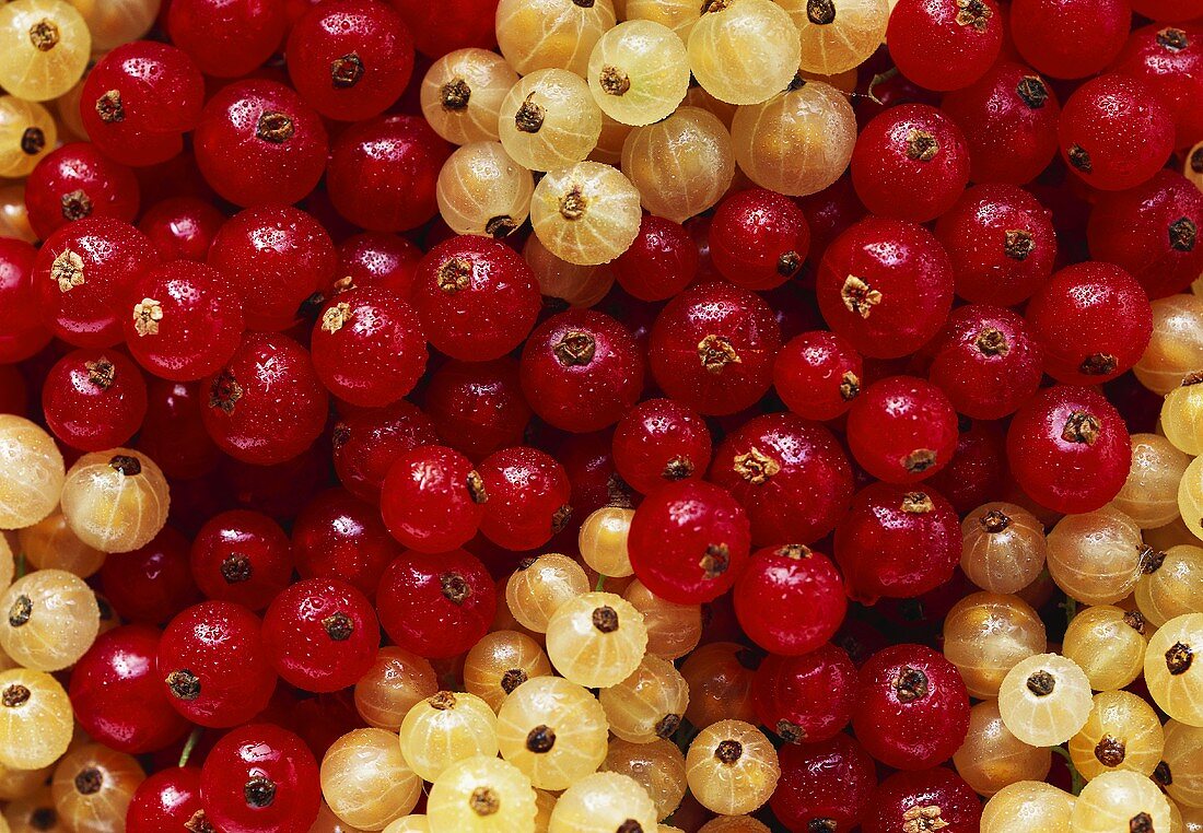 Rote und weiße Johannisbeeren mit Wassertropfen, bildfüllend