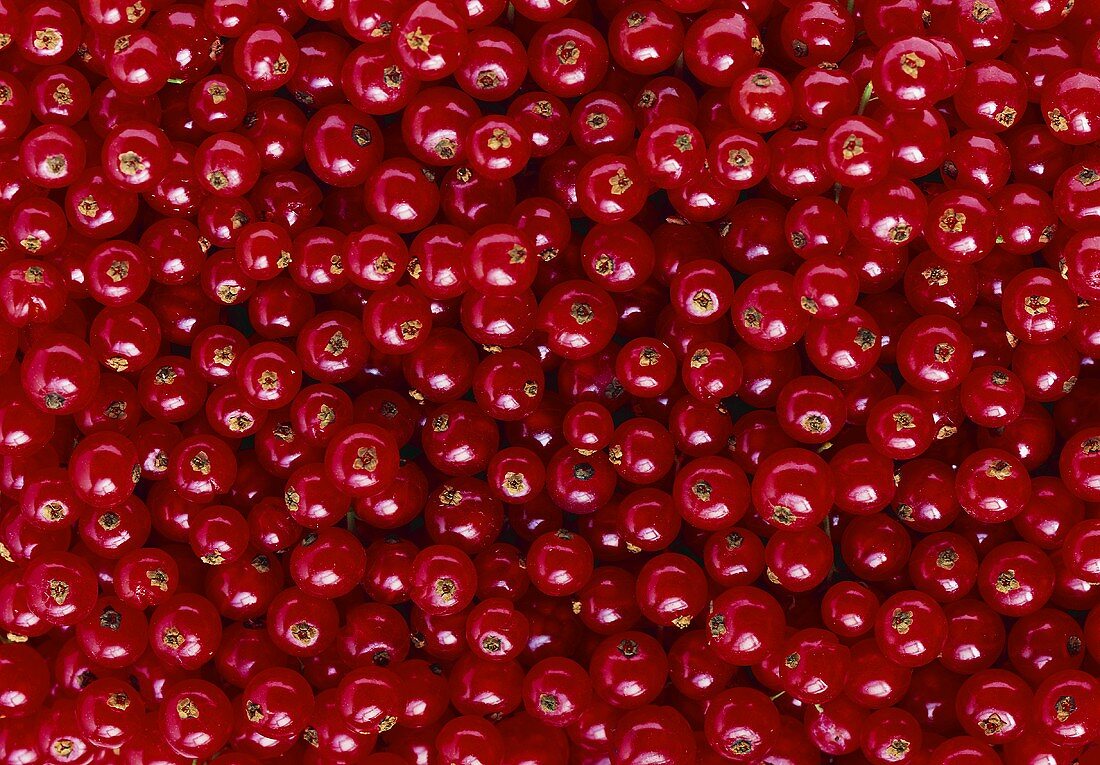 Many Red Currants