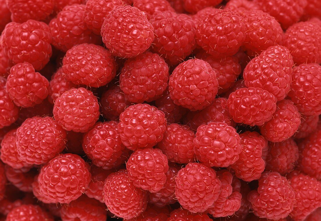 Raspberries, filling the picture