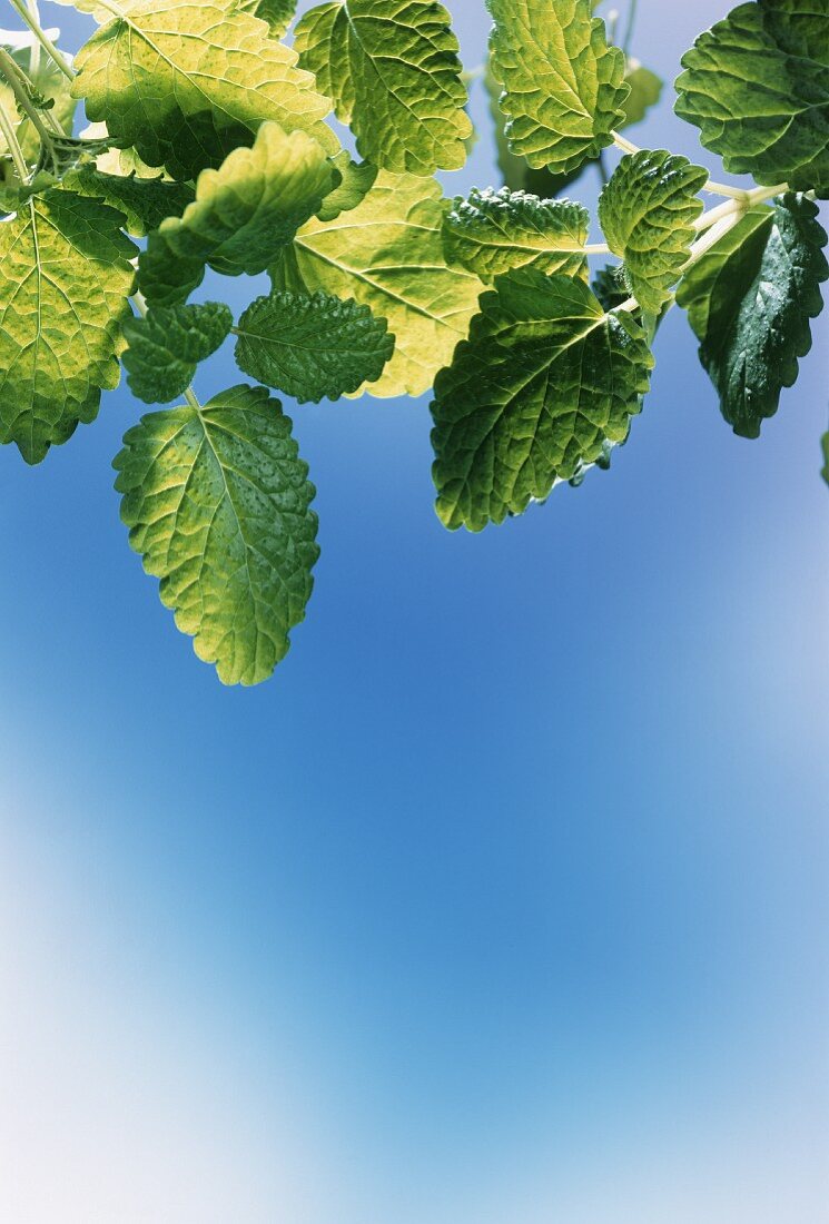 Frische Minze vor blau-weißem Hintergrund