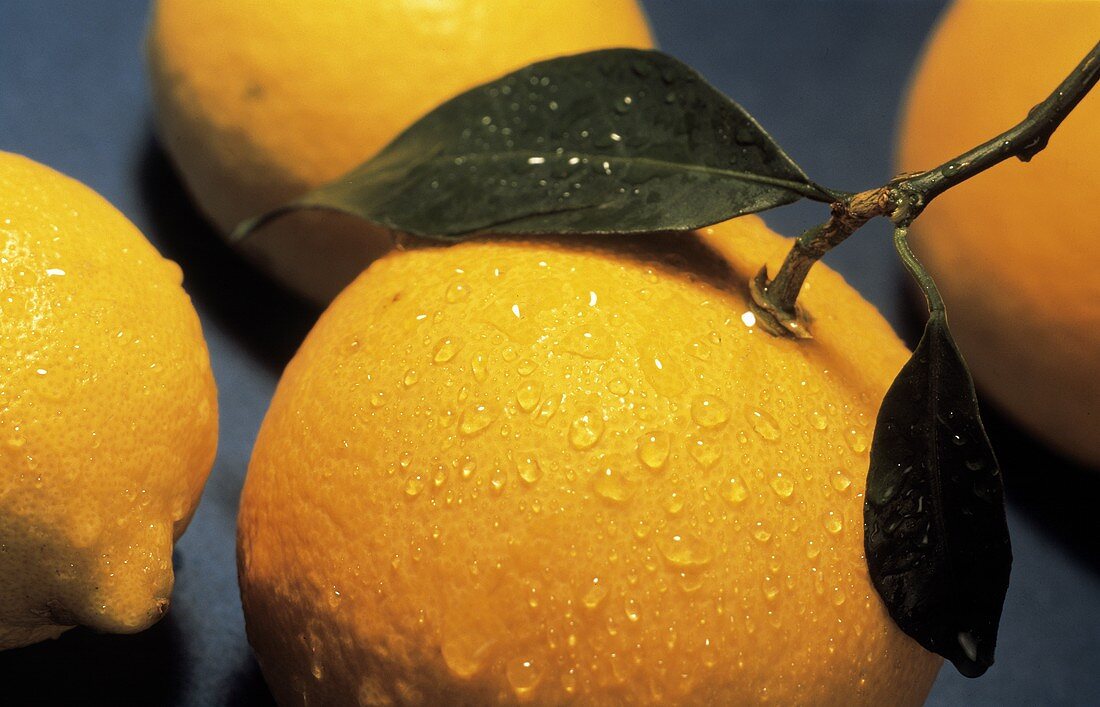 Orange mit Stiel und Blatt und Zitronen mit Wassertropfen