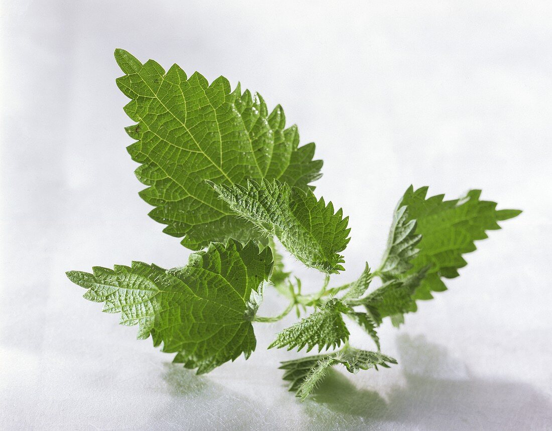 A nettle on a white background