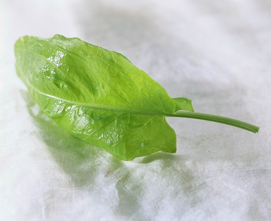 Ein Sauerampferblatt mit Wassertropfen auf hellem Untergrund