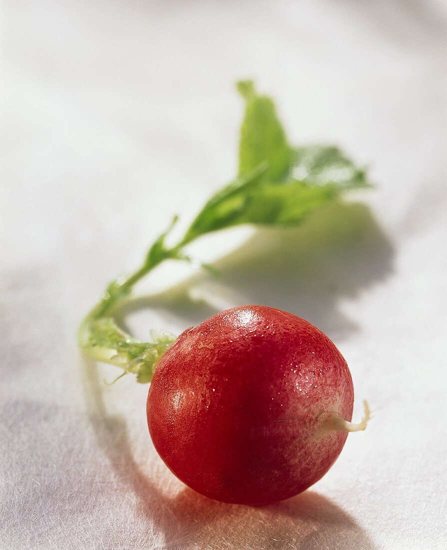 A radish with drops of water on light background