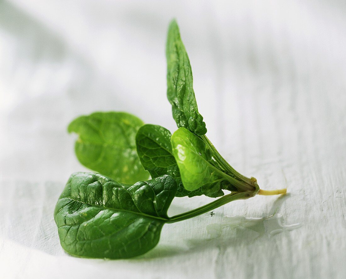 Frische Spinatblätter, am Stiel zusammenhängend