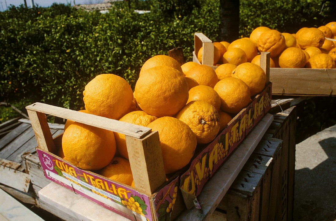 Orangen in zwei Steigen im Freien