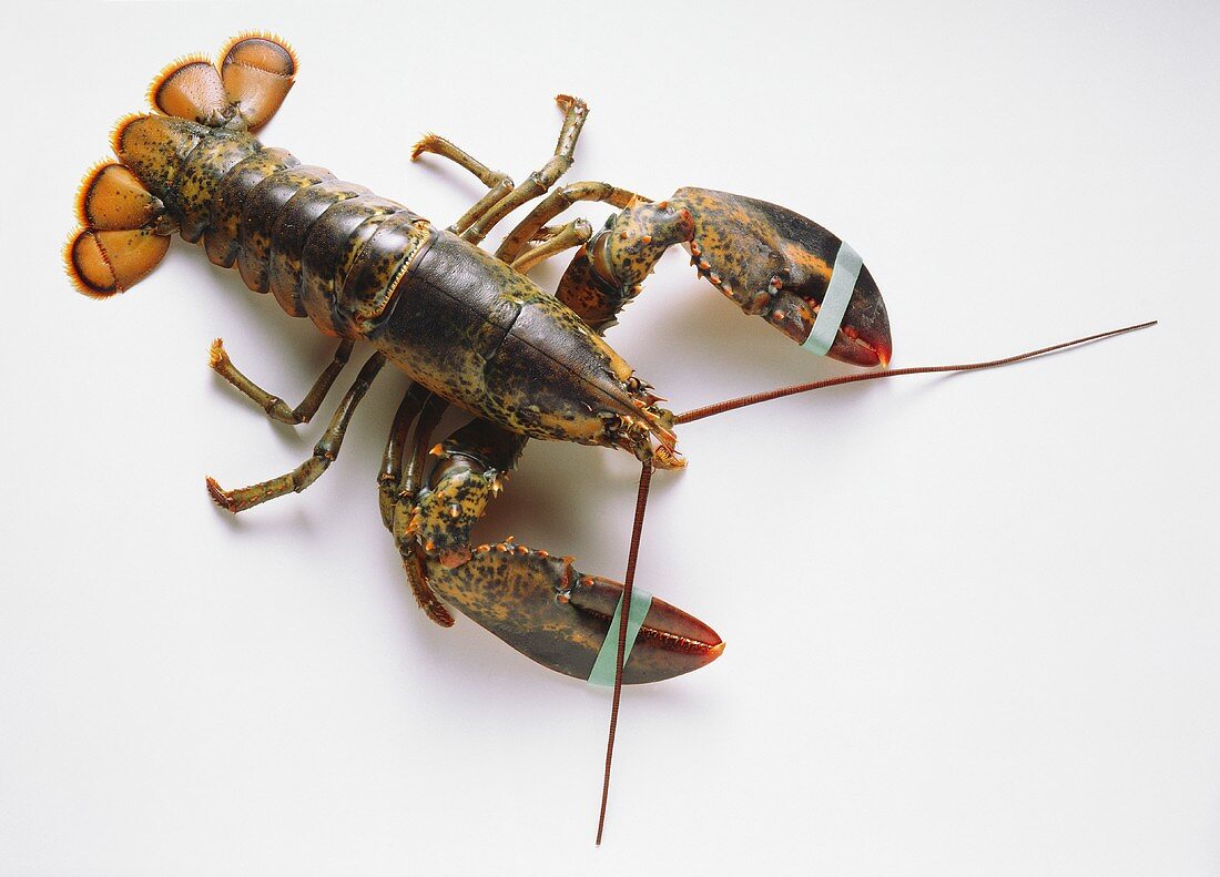 Lobster with its claws tied on white background