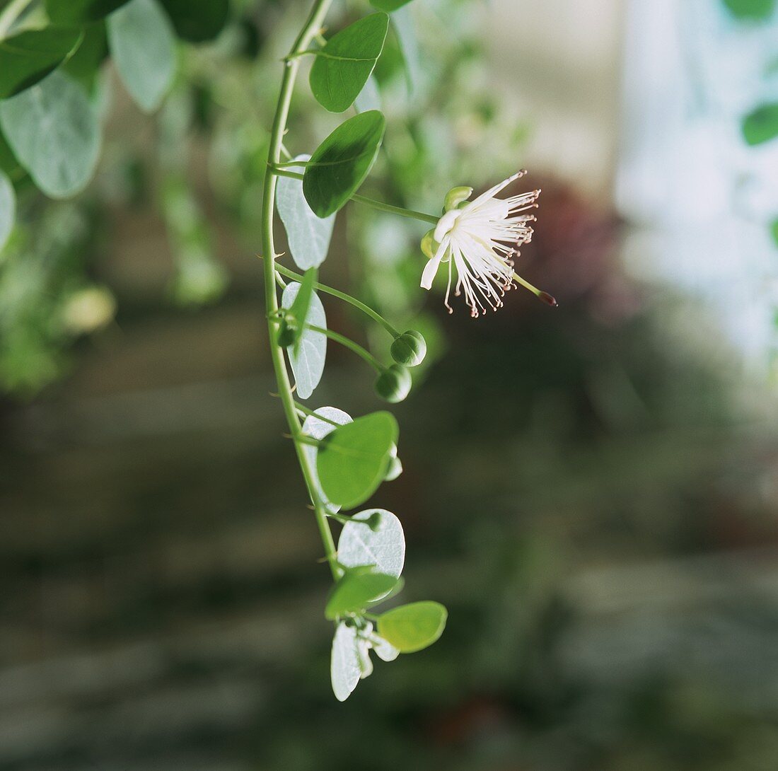 Kapernpflanze mit weisser Blüte und unreifen Kapern