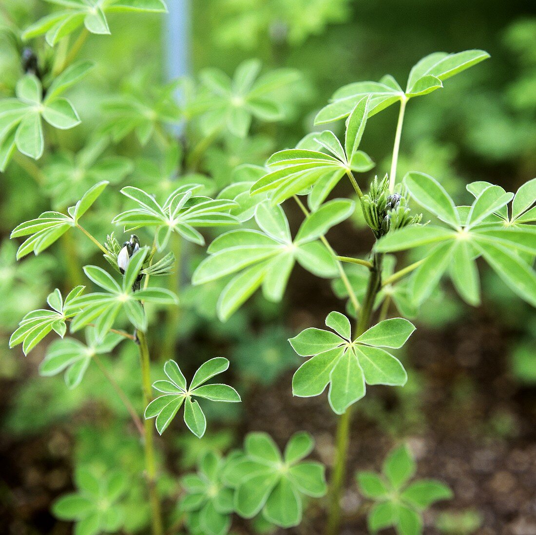 Lupinen im Freien