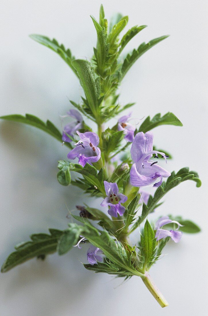 A sprig of lemon balm with flowers