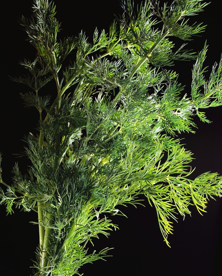 A bunch of dill against black background 